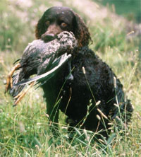 a well breed American Water Spaniel dog